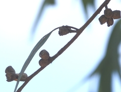 Eucalyptus goniocalyx