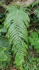 Pseudocyclosorus esquirolii