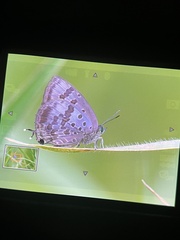 Arhopala