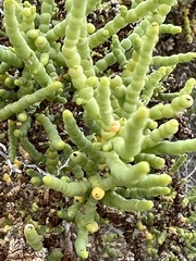 Allenrolfea occidentalis