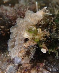 Spurilla braziliana