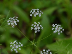 Trachyspermum roxburghianum