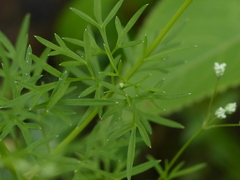 Trachyspermum roxburghianum