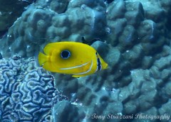 Chaetodon bennetti