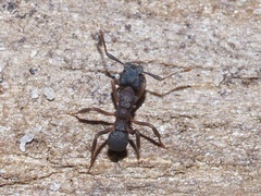 Cyphomyrmex rimosus
