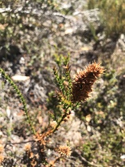 Sprengelia incarnata