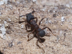 Cyphomyrmex rimosus