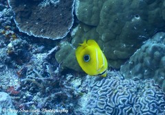 Chaetodon bennetti