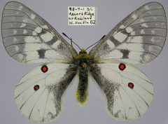 Parnassius clodius