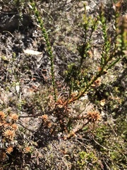 Sprengelia incarnata