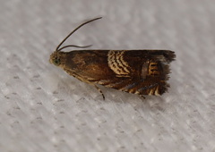 Microsarotis sanderyi