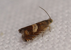 Microsarotis sanderyi