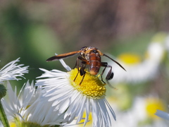 Trichopoda pictipennis
