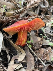 Hygrocybe laetissima