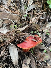 Hygrocybe laetissima
