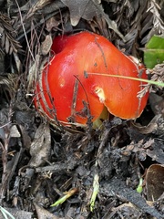 Hygrocybe laetissima