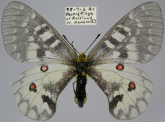 Parnassius clodius