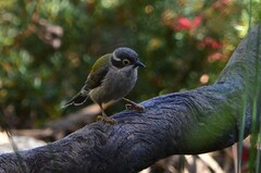 Melithreptus brevirostris