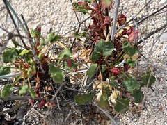Eriogonum inflatum