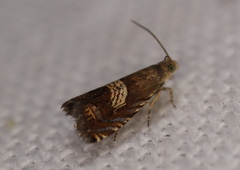 Microsarotis sanderyi