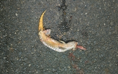 Egerniinae
