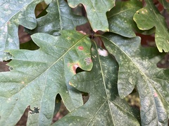 Tischeria quercitella