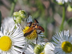 Trichopoda pictipennis