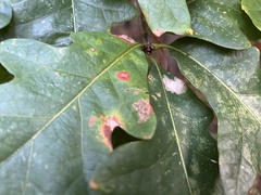 Tischeria quercitella