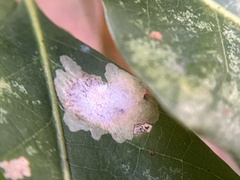 Tischeria quercitella