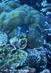 Amblyglyphidodon leucogaster