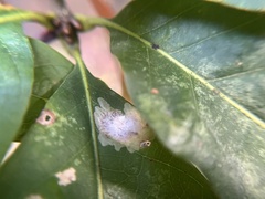 Tischeria quercitella