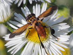 Trichopoda pictipennis