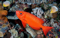 Priacanthus hamrur