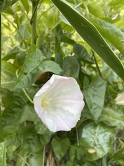 Calystegia macrostegia