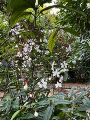 Clerodendrum laevifolium