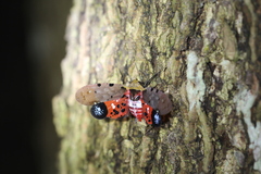 Penthicodes atomaria