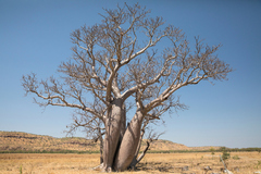 Adansonia gregorii