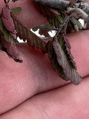 Calliandra californica