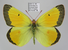 Colias christina