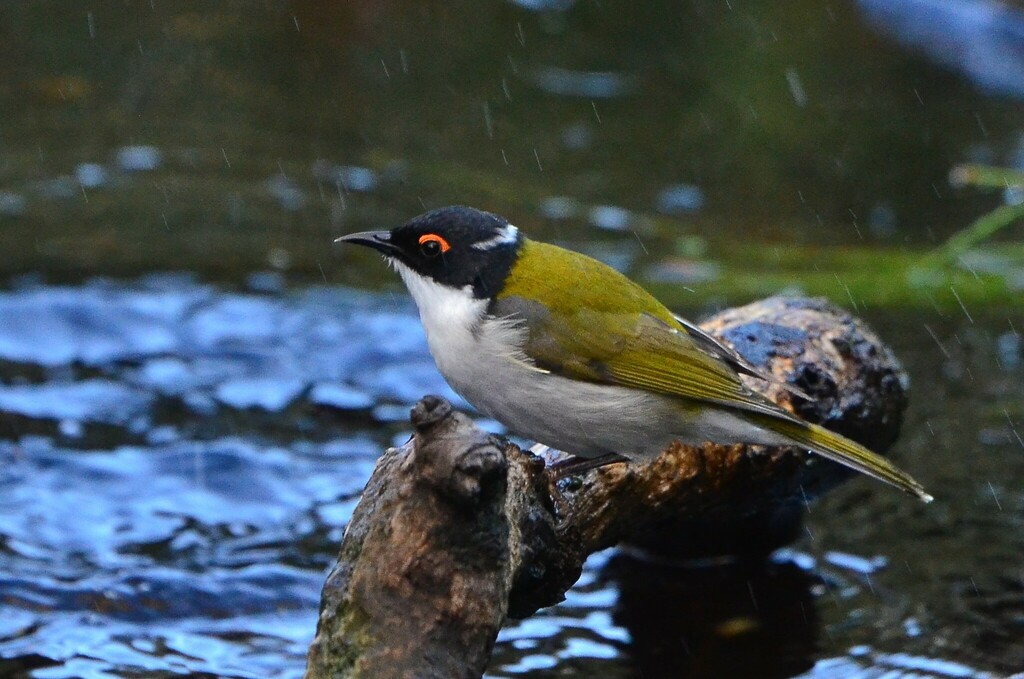 White-naped Honeyeater photo