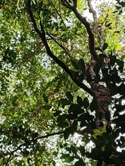 Syzygium antisepticum