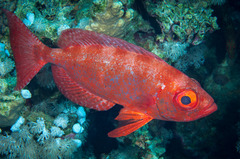 Priacanthus