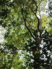 Syzygium antisepticum