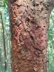 Syzygium antisepticum