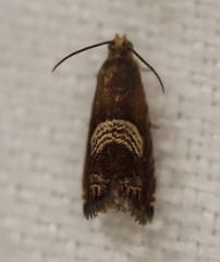 Microsarotis sanderyi