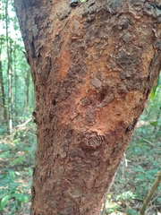 Syzygium antisepticum