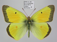 Colias christina