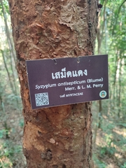 Syzygium antisepticum
