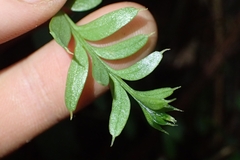 Tmesipteris