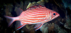 Sargocentron diadema